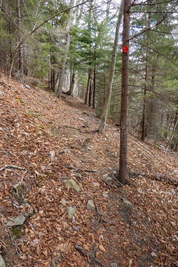 exiting the conifer forest 