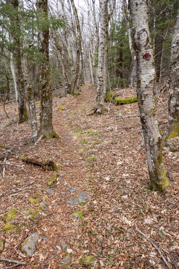 Devil's path runs across a ledge that is flat and enjoyable 
