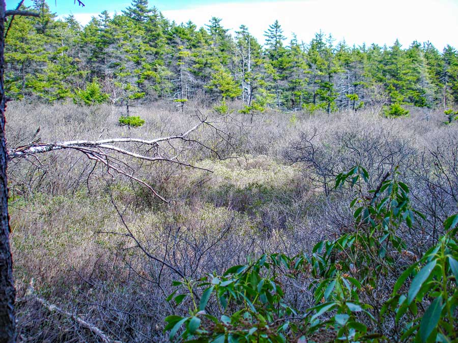 bog #308 by bad man's cave in the catskill mountains