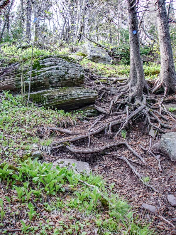 escarpment trail just south of stoppel point in the catskill mountains