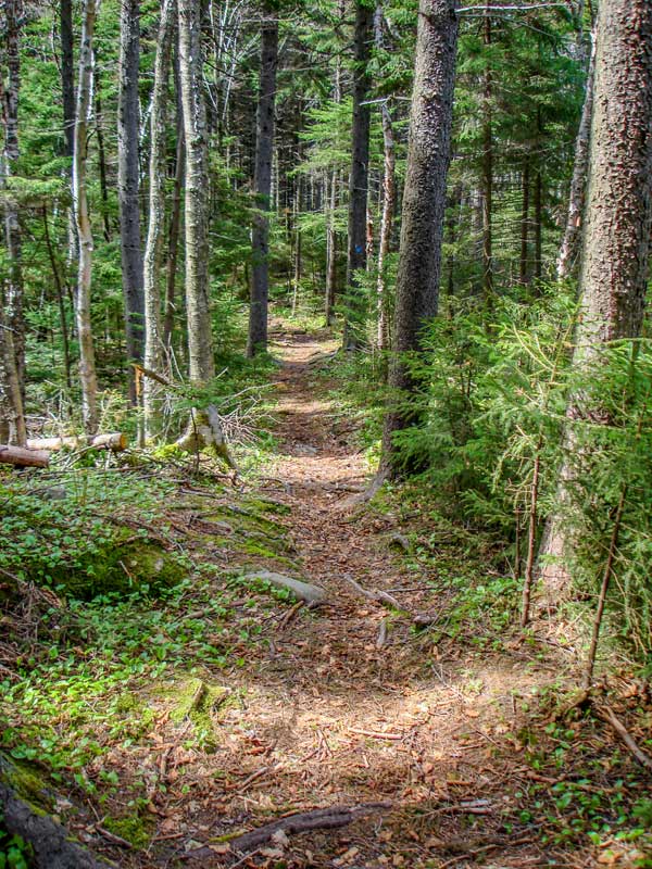escarpment trail just south of stoppel point in the catskill mountains