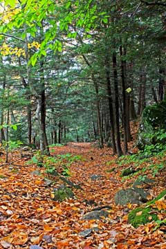 the beginning of the hiking trail from Dutcher's Notch down to Stork Nest Road