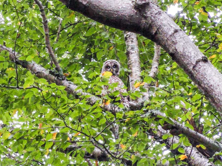 Barred Owls around Dutcher's Notch in the Catskill Mountains.