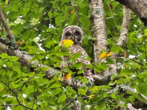 barred owl on the eastern escarpment