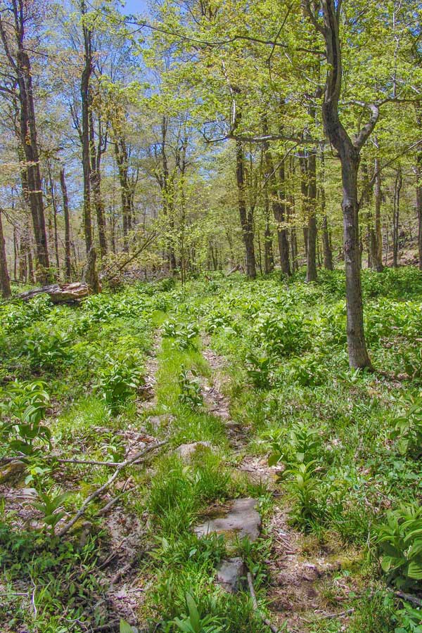 mud and vegetation on the Kaaterskill High Peak Trail