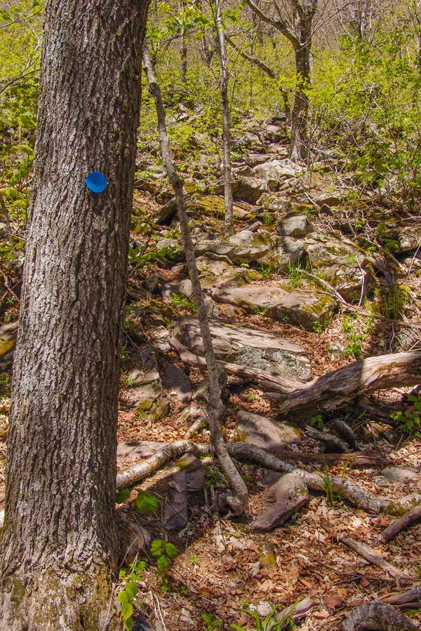 beginning of southern access to hurrican ledge and  Kaaterskill High Peak Trail
