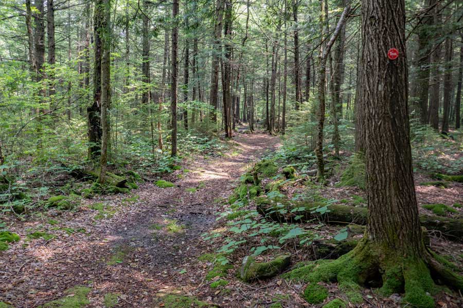 Long Pond Trail between trail junction to Long Pond PA Spur Trail and the Trail Junction to the Long Pond Lean-to Trail